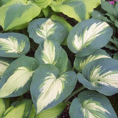 Hosta hybrid Shadowland® Shadowland® Hudson Bay