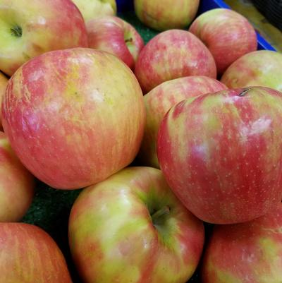 Malus X Honeycrisp