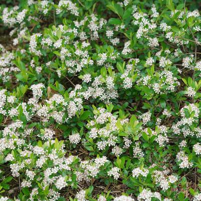 Aronia melanocarpa Ground Hug®