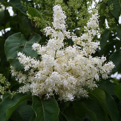 Syringa reticulata Ivory Silk - Tree Form