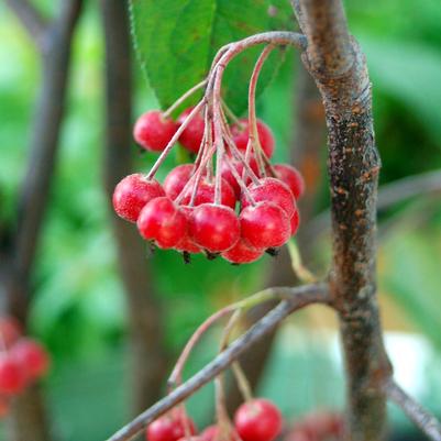 Aronia arbutifolia Brilliantissima