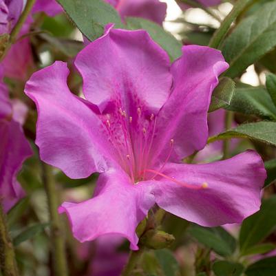 Azalea Encore® Encore® Autumn Royalty®