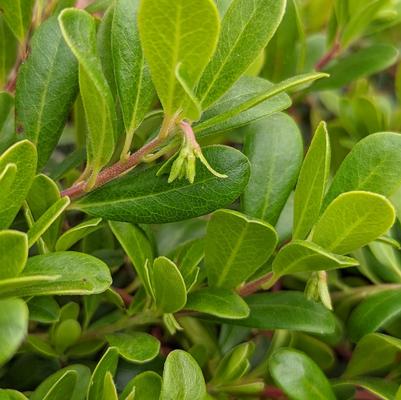 Arctostaphylos Massachusetts Hybrid