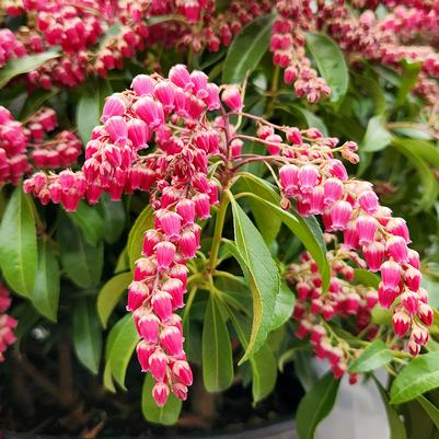 Pieris jap. Passion Party™ 'Passion'