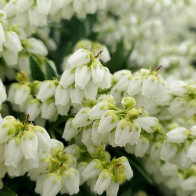 Pieris jap. var yak. 'Prelude'