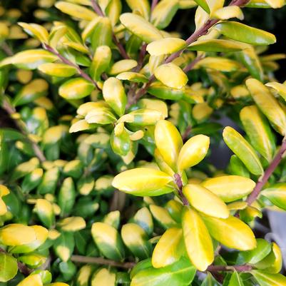 Ilex crenata Drops of Gold