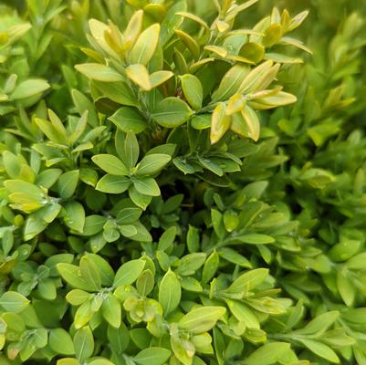 Buxus microphylla var. japonica 'Green Gem'