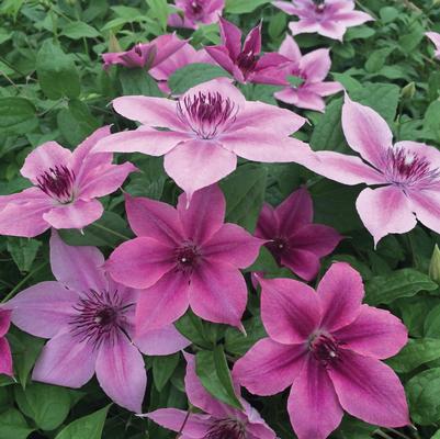 Clematis Rosalie™ 'Donahros'