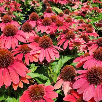 Echinacea x Sunmagic Vintage Ruby