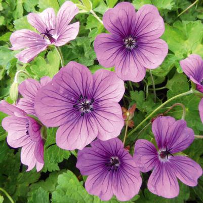 Geranium x wallichianum 'Hexham Velvet'