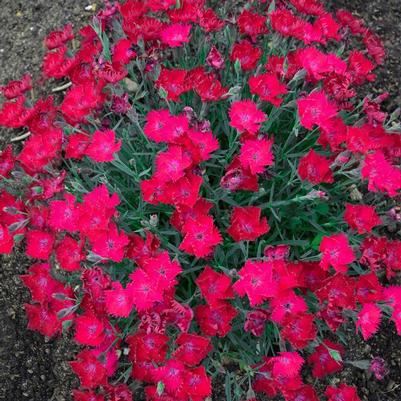 Dianthus hybrid Paint the Town Magenta