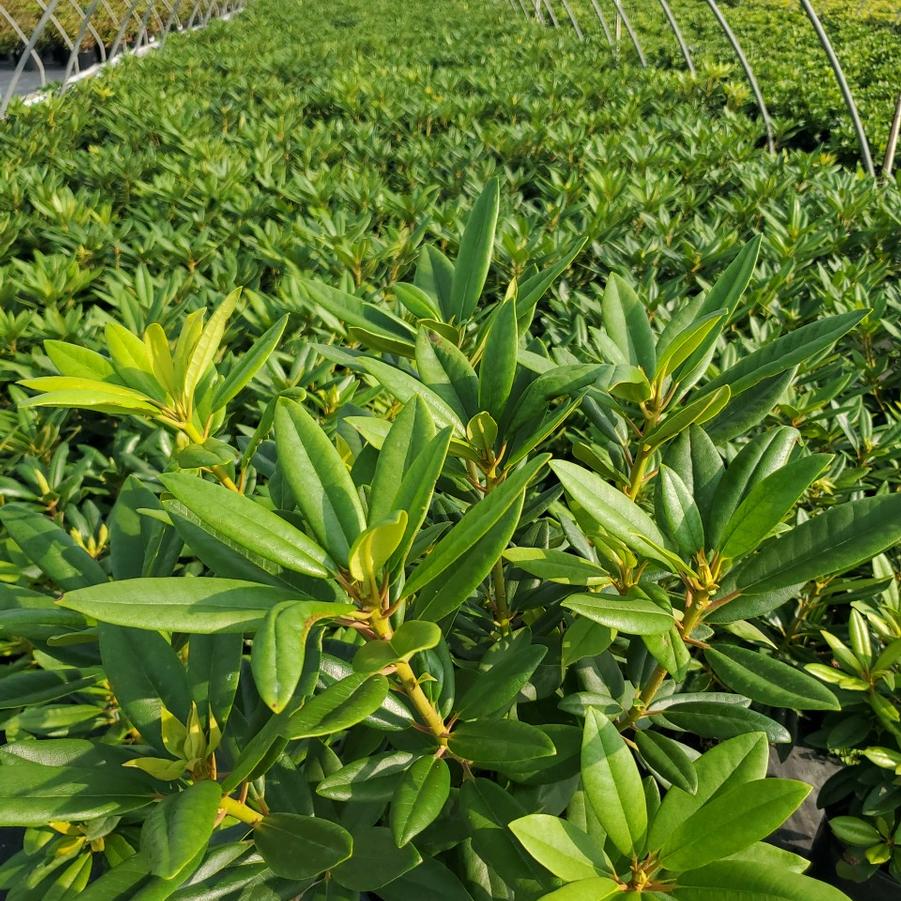 Rhododendron 'Purple Passion'