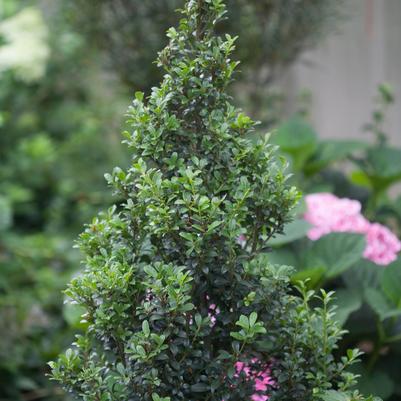 Ilex crenata Sky Box®