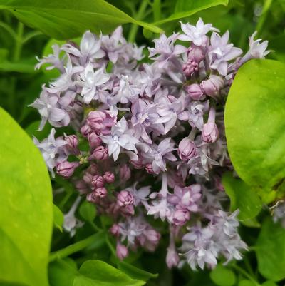 Syringa X hyacinthiflora Royal Purple