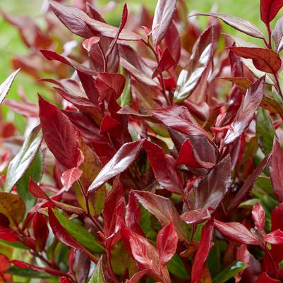 Leucothoe fontanesiana 'Little Flames'