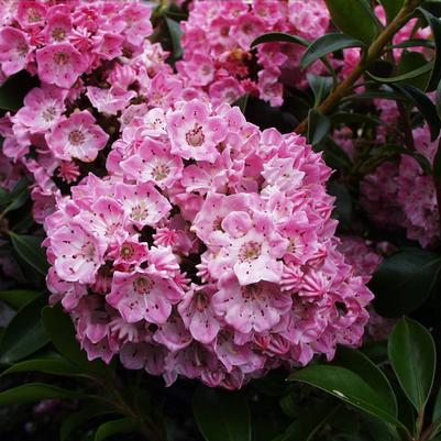 Kalmia latifolia 'Bridesmaid'