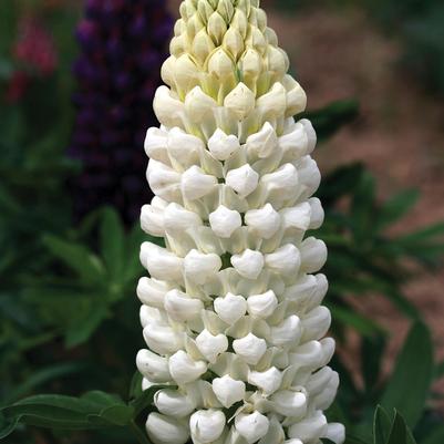 Lupinus polyphyllus Westcountry™ 'Polar Princess'