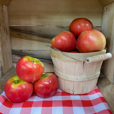 Malus domestica Honeycrisp 'Royal Red'