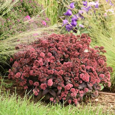 Sedum Rock `N Grow `Midnight Velvet`