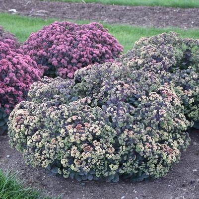 Sedum 'Night Light'