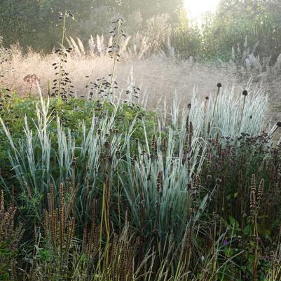 Schizachyrium scoparium 'Ha Ha Tonka'