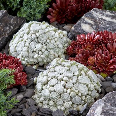 Sempervivum 'Artic White'