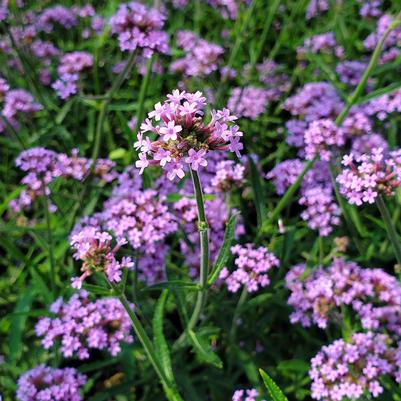 Verbena bonariensis 'Lollipop'