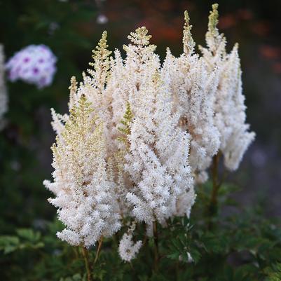 Astilbe chinensis You and Me Together®