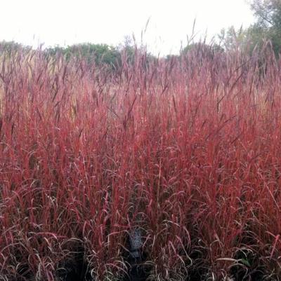 Andropogon gerardii 'Dancing Wind'