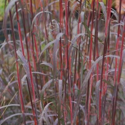 Andropogon gerardii 'Holy Smoke'