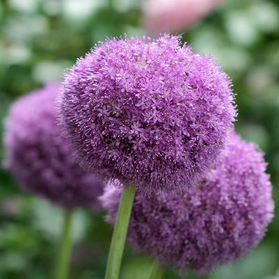 Allium 'Party Balloons'