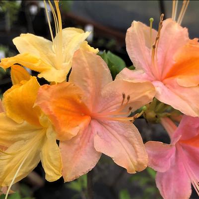 Azalea 'Garden Rainbow'