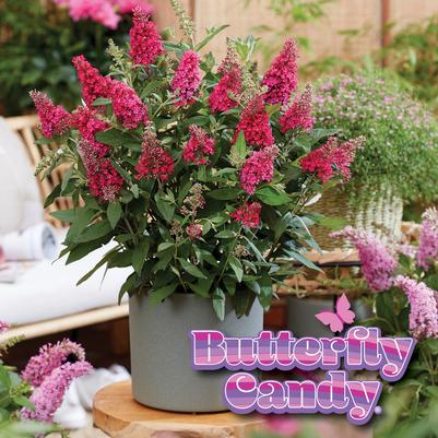 Buddleia davidii Butterfly Candy Li'l Raspberry