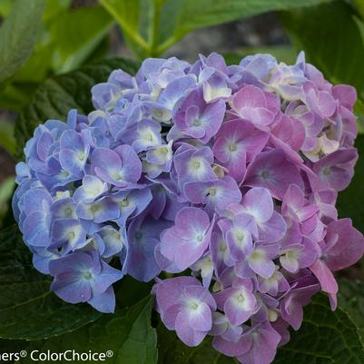 Hydrangea mac. Let's Dance® Let's Dance® Blue Jangles®