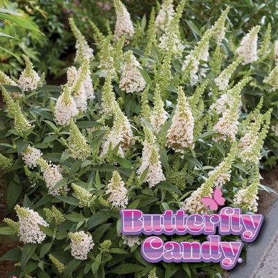 Buddleia davidii Butterfly Candy Li'l Coconut™