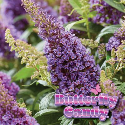 Buddleia davidii Butterfly Candy® Li'l Lavender™