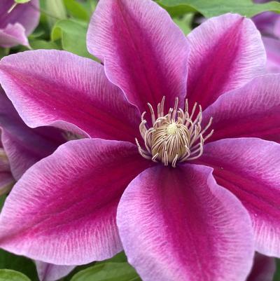 Clematis Boulevard® Poseidon™