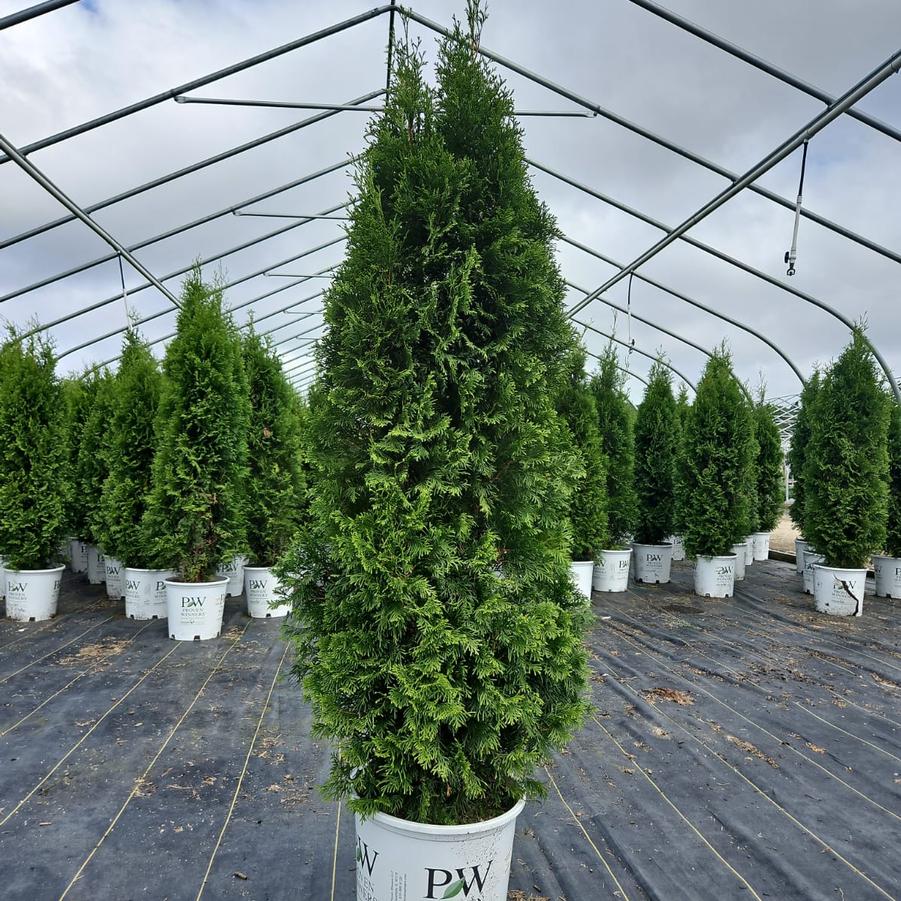 Thuja occidentalis North Pole®