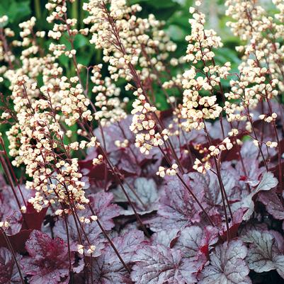 Heuchera x City™ 'Shanghai'