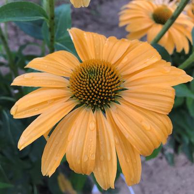 Echinacea hybrid Color Coded® 'One in a Melon'
