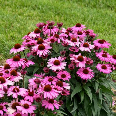 Echinacea hybrid Color Coded® 'The Fuchsia is Bright'