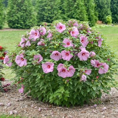 Hibiscus SUMMERIFIC® 'Lilac Crush'