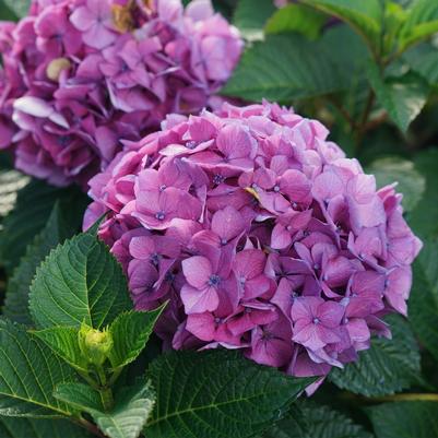 Hydrangea mac. Let's Dance Lovable™