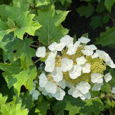 Hydrangea quercifolia Toy Soldier™