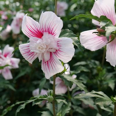 Hibiscus syriacus Starblast Chiffon™