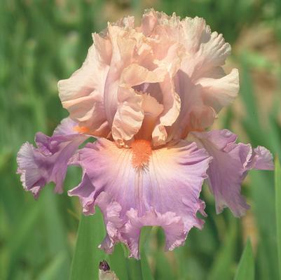 Iris germanica 'Discovered Treasure'