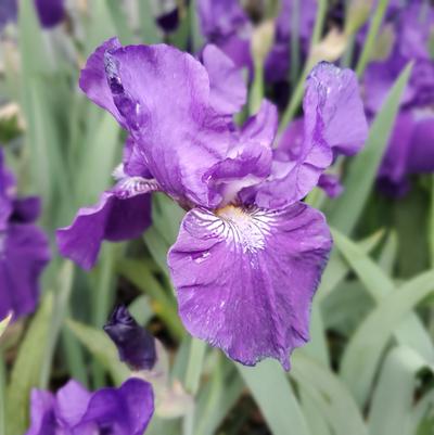 Iris germanica 'Halston'