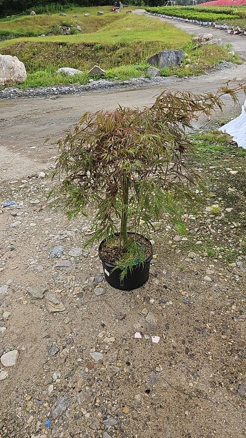 Acer palmatum dissectum 'Crimson Queen'