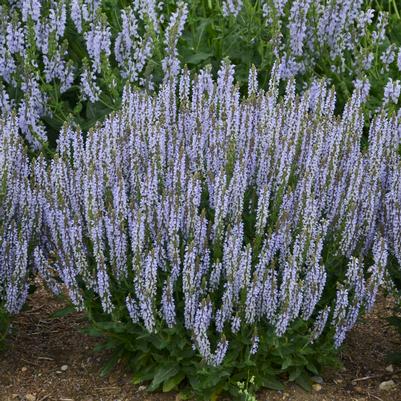 Salvia nemerosa 'Perfect Profusion'