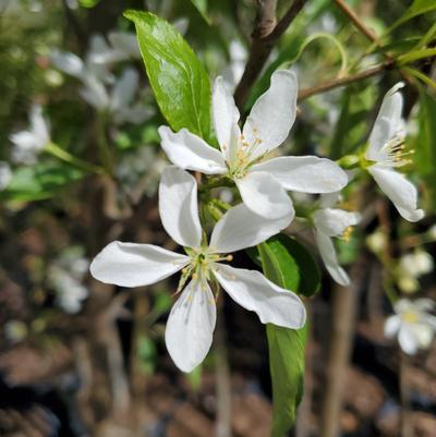 Malus x Starlite®